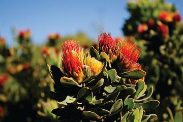 South African flowers by Timba Art