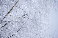 Makrobild von Zweigen mit Schnee bedeckt von Karijn | Fine art Natuur en Reis Fotografie Miniaturansicht