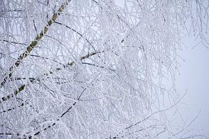 macrofoto van takjes bedekt met sneeuw van Karijn | Fine art Natuur en Reis Fotografie