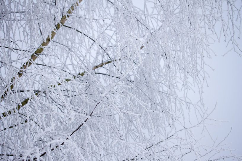 Makrobild von Zweigen mit Schnee bedeckt von Karijn | Fine art Natuur en Reis Fotografie
