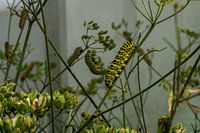 caterpillar