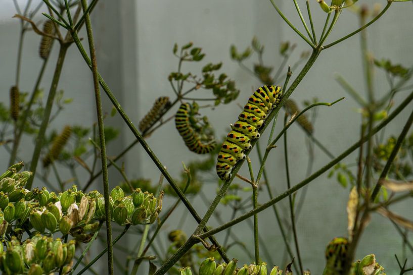 chenille par Roy Schmidt
