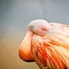 Schlafender Flamingo von On Your Wall