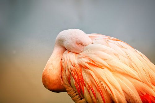 Sleeping flamingo