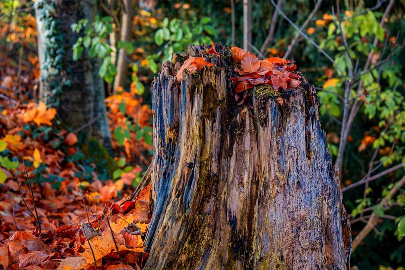 Baden-Württemberg : Le tronc d'arbre par Photoart-Naegele