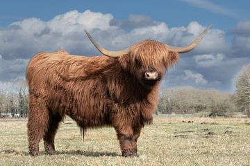 tough Scottish highlander bull by M. B. fotografie