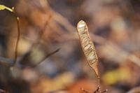 Autumn Gold