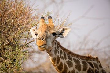 Giraffe by Thomas Froemmel