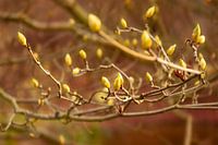 Bloemknoppen aan het begin van de lente