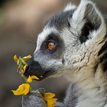 Frühlingsgefühle! Romantischer Lemur mit Blumen von BHotography