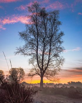 Baum zur blauen Stunde