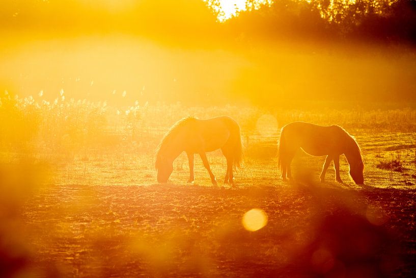 Guten Morgen, von Barbara Verstraate