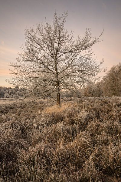 forests by Bart Liesenborgs
