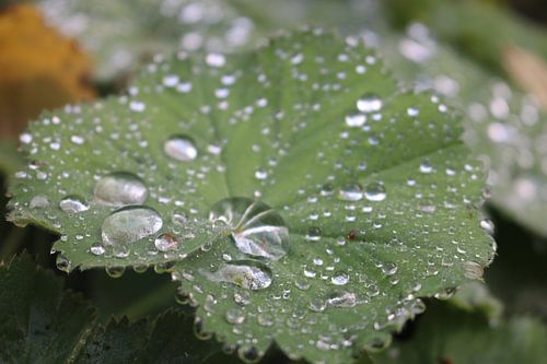 Glinsterend groen