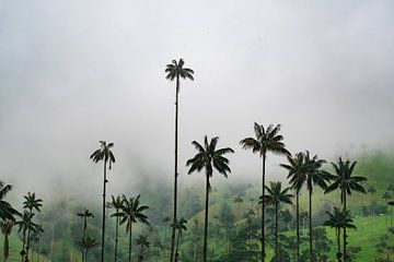 Nebel über dem Cocora-Tal von NZME Photography