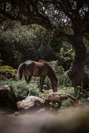 Sardijnse wilde paardenhengst Giarapferd van Isabell Lehmann