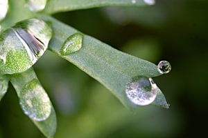 gouttelettes d'eau 1