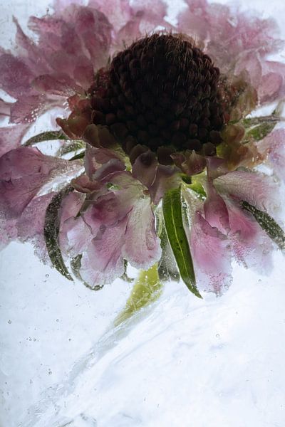 Zonnebloem in ijs 2 van Marc Heiligenstein
