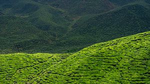 Collines vertes avec champs de thé à motifs