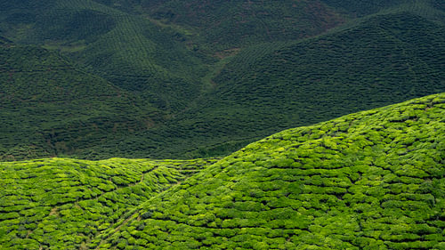 Green hills with patterned tea fields