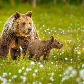 Brown bears: mother with cub by Chris Stenger