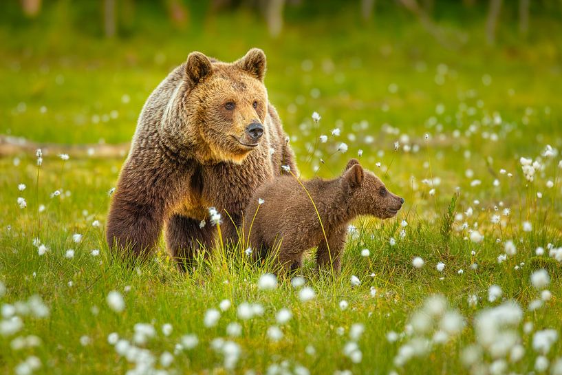 Brown bears: mother with cub by Chris Stenger