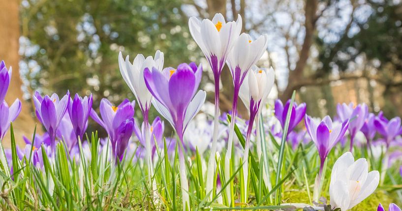 Crocus blancs et violets au printemps à Assen par Marc Venema