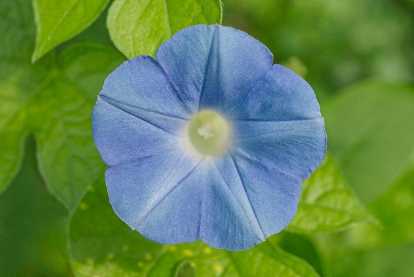 Single Blue Morning Glory On Bright Green by Iris Holzer Richardson