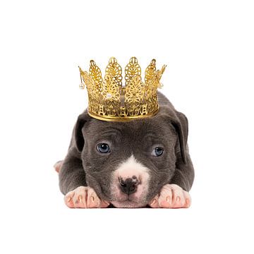 Een kleine grijze Amerikaanse Bully of Bulldog pup met een kroontje op het hoofd tegen een witte ach van Leoniek van der Vliet