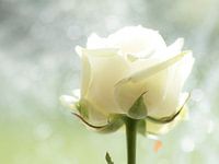 White Rose