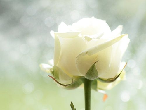 Witte Roos