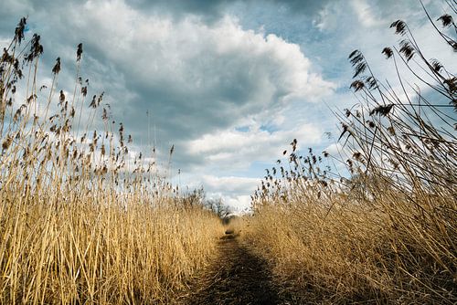 Rietpad naar de Mettnauspitze