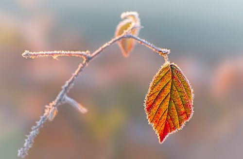 Koude november ochtend
