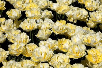 een veld met gele tulpen van W J Kok