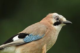 Vlaamse gaai (Garrulus glandarius) van Dirk Rüter