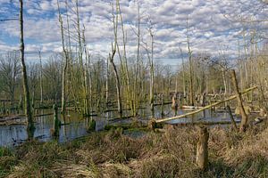 Wasserlandschaft im Schwalm-Nette Naturpark,Niederrhein,NRW,Deutschland