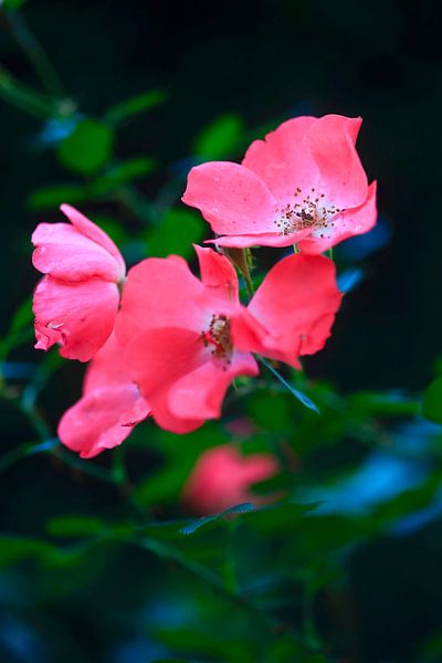 Vergänglichkeit von Thomas Jäger