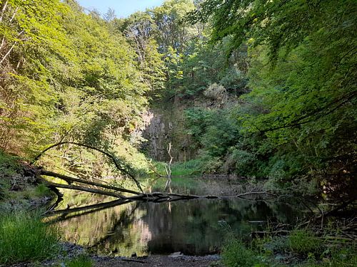 Klein meer in het bos