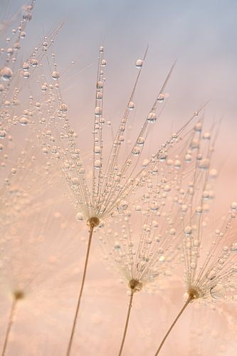 Waterdruppels aan de paardenbloempluisjes