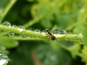 Op zoek naar water von Erna Fotografie Miniaturansicht