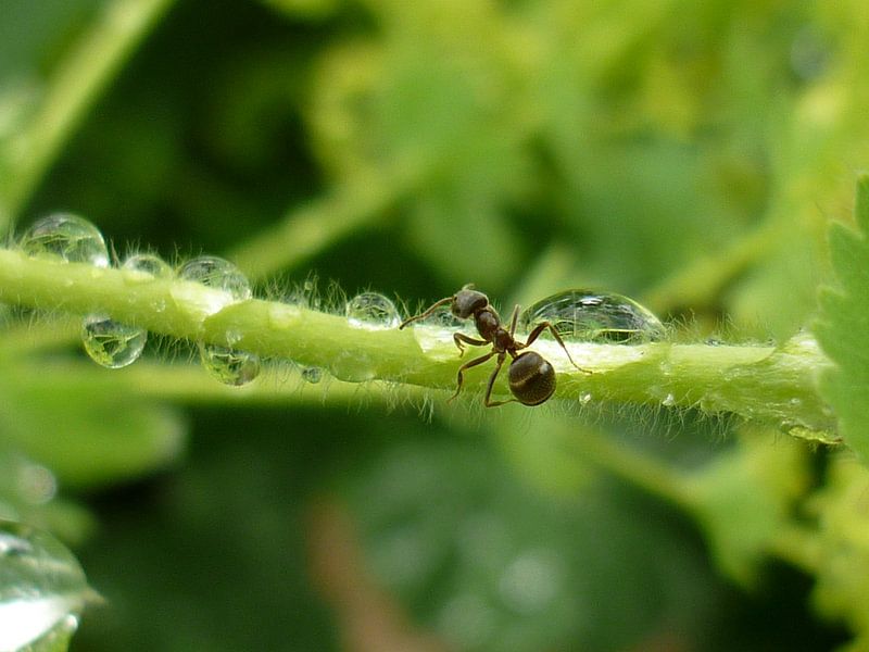 Op zoek naar water von Erna Fotografie