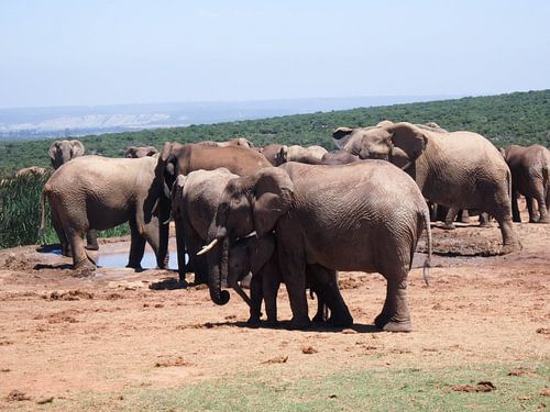 Knuffelende olifanten