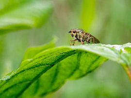 Vlieg op blaadje schuin van voren by Raymond Schrave