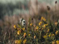 Chemin fleuri