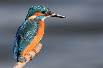 ijsvogel (kingfisher)