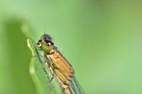 Belle demoiselle sur des feuilles vertes