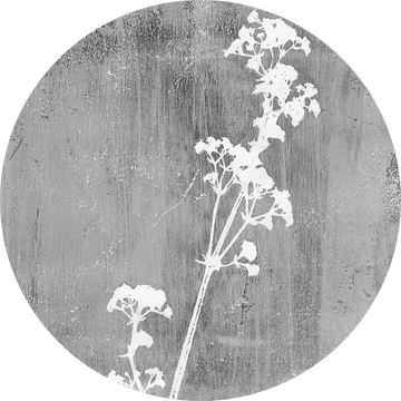 Botanische illustratie in retrostijl in wit op grijs (gezien bij vtwonen) van Dina Dankers