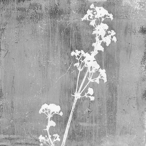 Botanical illustration in retro style in white on grey by Dina Dankers