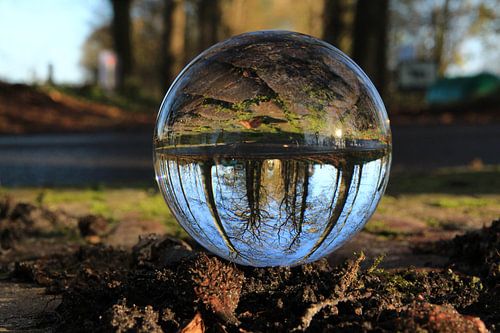 Bol fotografie -  Rijs Friesland - Bomenlaan 