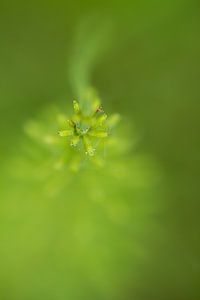 Weich und grün 2 - Naturfotografie